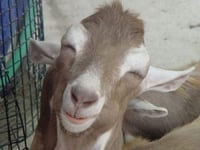 Goat-Smile-4-300x225